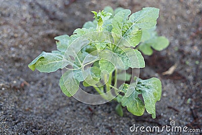 Young watermelon tree Stock Photo