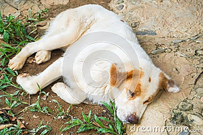 White dog sleep on backyard Stock Photo