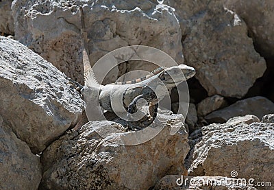 Close-up of a Yucatan iguana is a species of lizard from the Iguanidae family, Edzna, Mexico Stock Photo
