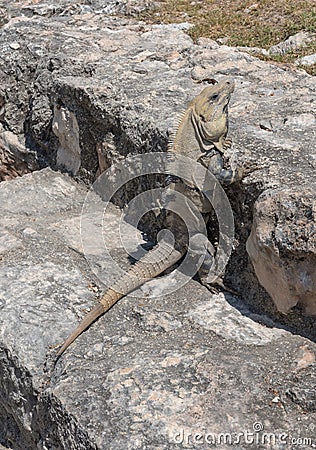 Close-up of a Yucatan iguana is a species of lizard from the Iguanidae family, Edzna, Mexico Stock Photo