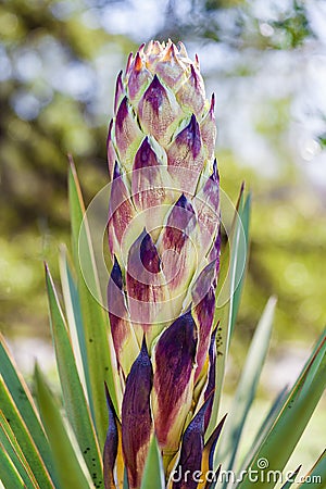 Close up of a Yucca plant flower bud Stock Photo