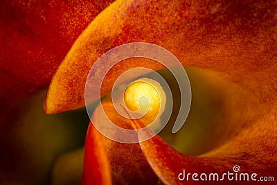 Close up of the zantedeschia aethiopica Stock Photo