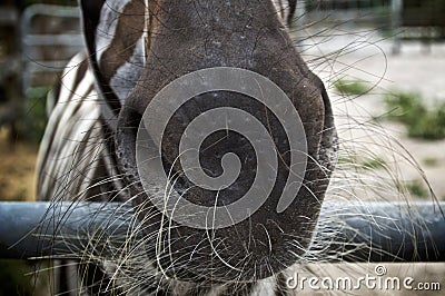 Close up of zebra muzzle with long whiskers Stock Photo