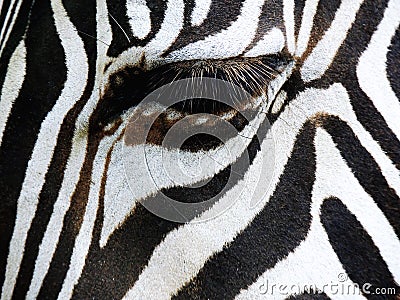 Close up of zebras eye at Marwell Zoo England Stock Photo