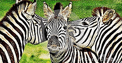 Zebras horsing around mixed media Stock Photo