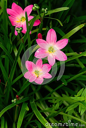 Close up of Zephyranthes lily Stock Photo