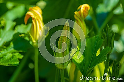 Close up of zucchini flowering bush Stock Photo