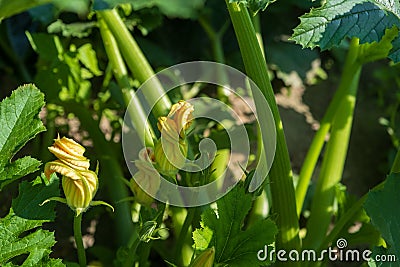 Close up of zucchini flowering bush Stock Photo
