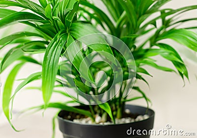 Close upBeautiful green leaves Stock Photo