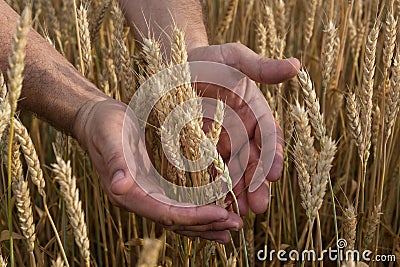 Close upimage of man`s hands grab an ear of wheat in a field with ripe harvest. Stock Photo