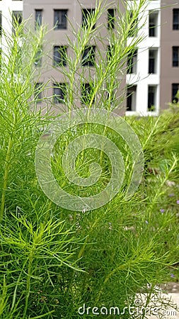 close upof artemisla capilaris in the garden Stock Photo