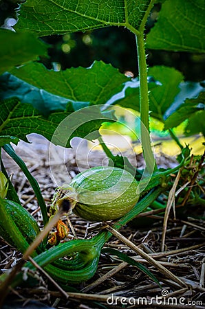 Close-upof a small squash on a vine Stock Photo