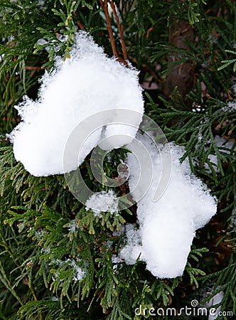 Close-ups of armfuls of snow lie on the green branches of the thuja Stock Photo