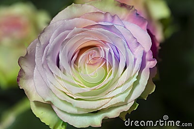 beautiful multicolored rose Stock Photo