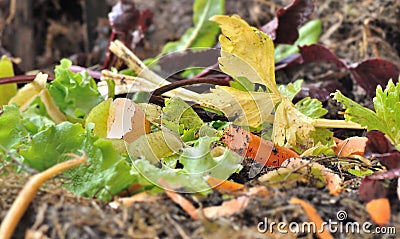 Vegetable peels and other alimentary waste in a composter Stock Photo
