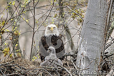 Adult and juvenile eagle in a nest. Stock Photo