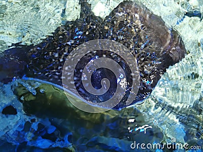 Close view of a beautiful Stingray swimming Stock Photo
