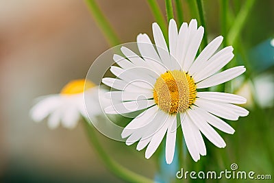 Close View Of Blooming Garden Decorative Flowers, White Chamomile Stock Photo