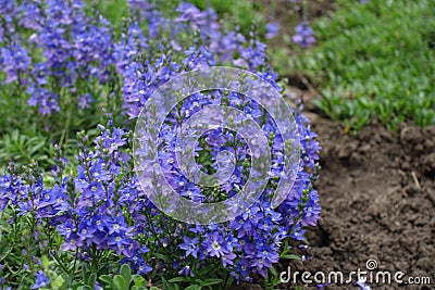 Close view of blue flowers of prostrate speedwell Stock Photo