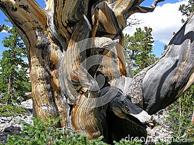 Close view of a Bristlecone Pine tree in the Great Basin National Park, NV Stock Photo