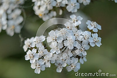 Close view of a bunch of little white flowers Stock Photo
