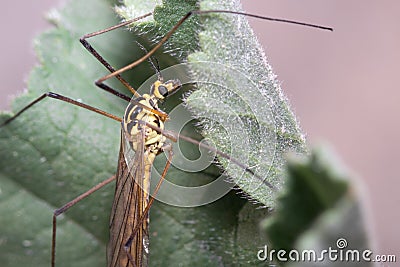 Close view of crane fly Nephrotoma sp, Tipulidae, posed on a green leaf Stock Photo