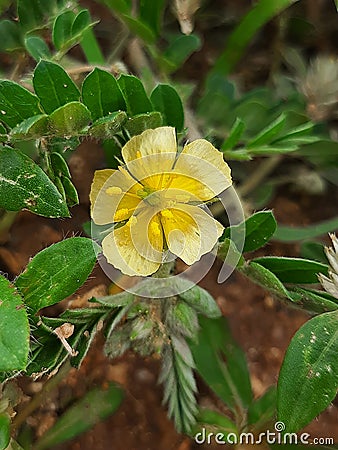 creeping butter cup flower or tiny weed yellow flower Stock Photo