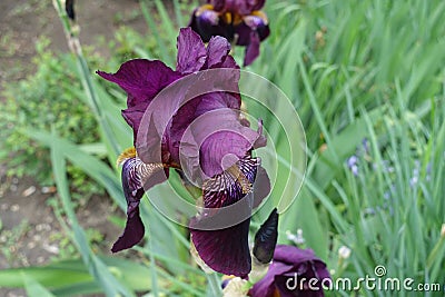 Close view of dark purple flower of bearded iris in May Stock Photo