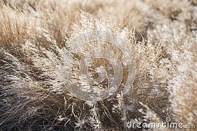 Close view of dead dry plants waving under the wind Stock Photo