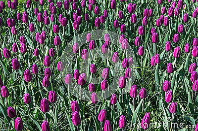 Close view of densely planted purple tulips Stock Photo