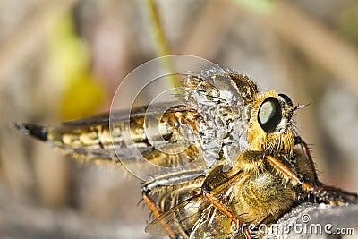 Giant robber fly (proctacanthus rodecki) Stock Photo