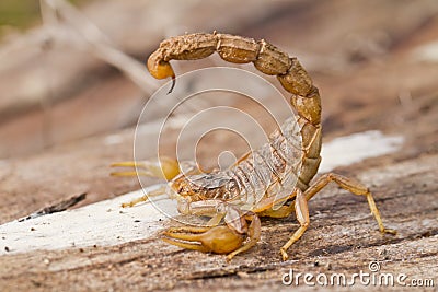 buthus scorpion Stock Photo