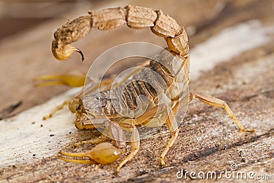 buthus scorpion Stock Photo