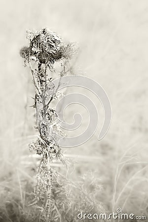 Close view of dry Cirsium plant on hazy winter day Stock Photo
