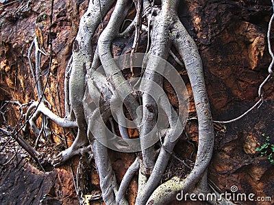 CLOSE VIEW OF EXPOSED GREY ROOTS OF A TREE GROWING UP AGAINST SHEER ROCK FACE Stock Photo