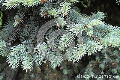 Close view of blue foliage of Picea pungens in spring Stock Photo