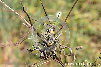 A close view of a Green Milkweed Locust Stock Photo