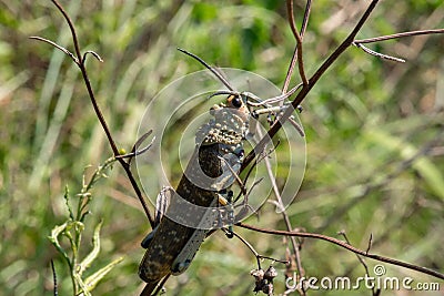 A close view of a Green Milkweed Locust Stock Photo