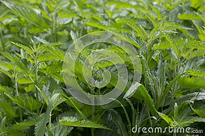 Close view on the green young Nettle leafs Nettle leaf Stock Photo