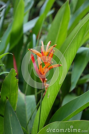 close view of heliconia psittacorum growing in nature Stock Photo