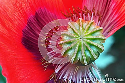 CLOSE VIEW OF INNER STRUCTURE OF RED POPPY FLOWER WITH MISSING PETAL Stock Photo