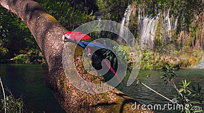 Close view of Macaw parrot at the turkish water falls. Stock Photo
