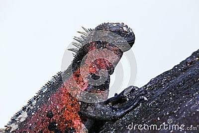 Close view of marine iguana on Espanola Island, Galapagos Nation Stock Photo