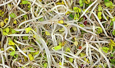 Close View Organic Broccoli Sprouts Stock Photo