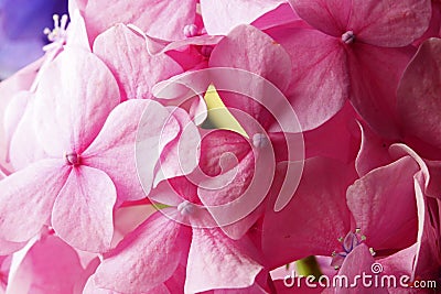 CLOSE VIEW OF PETAL OF PINK HYDRANGEA FLORETS Stock Photo