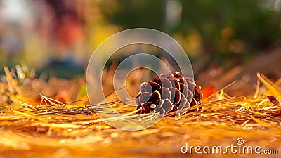 Close view on a pine cone lying on a bed of pine needles Stock Photo