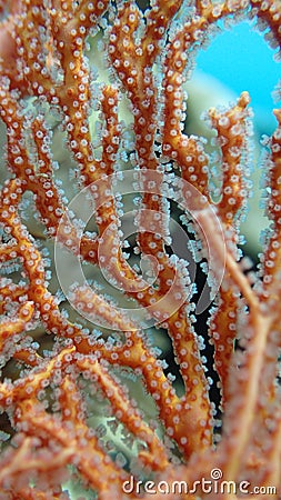 Close view on polyp gorgonian coral Stock Photo