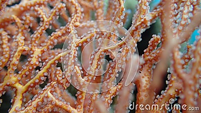 Close view on polyp gorgonian coral Stock Photo