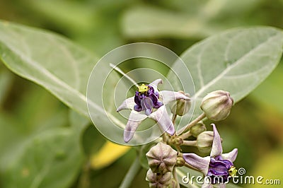 Close view of Purple Crown flower or Giant Indian milkweed (Calotropis gigantea) Stock Photo