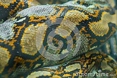 Close view of the Python skin. in thailand Stock Photo